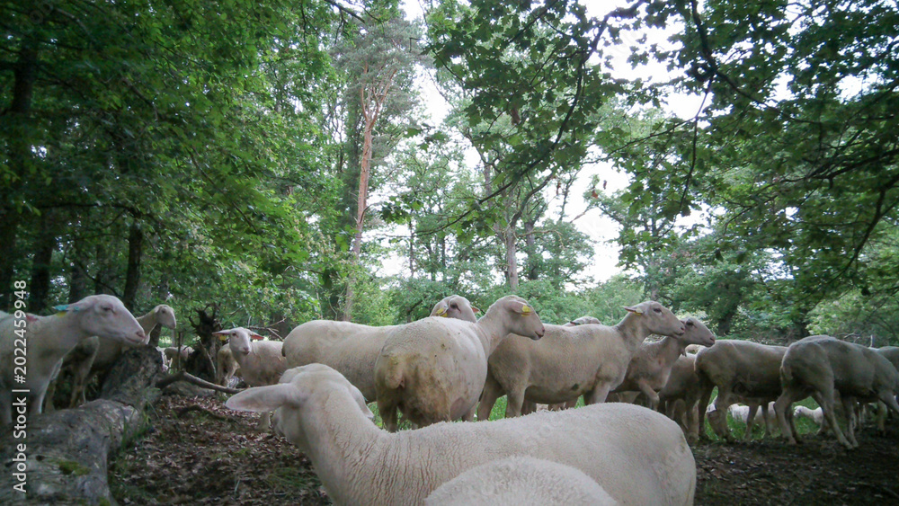 Fototapeta premium Flock of Sheep, Auvergne, France.