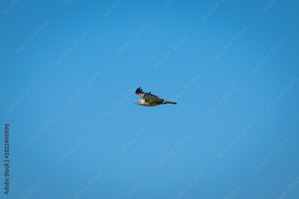 Fototapeta premium African hawk-eagle glides through clear blue sky