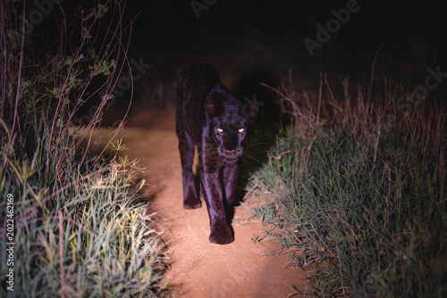 Photography Black leopard walks towards camera in darkness