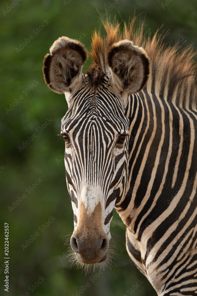 Naklejka premium Close-up of plains zebra staring toward camera