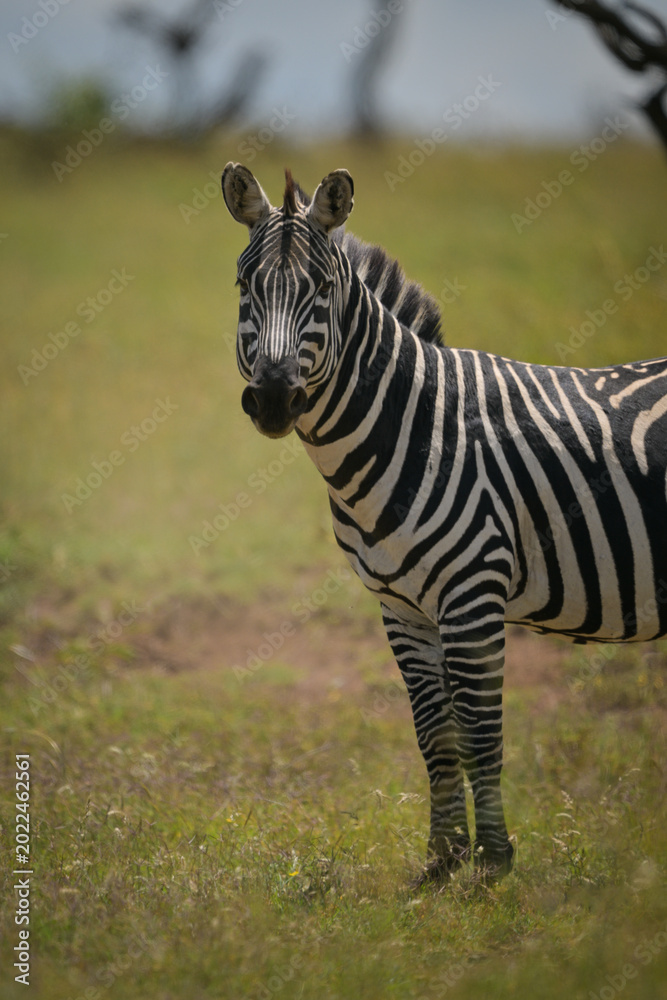 Obraz premium Close-up of plains zebra standing eyeing photographer
