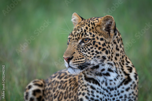 Canvas Print Close-up of prone male leopard turning head