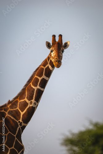 Close-up of reticulated giraffe turning towards camera
