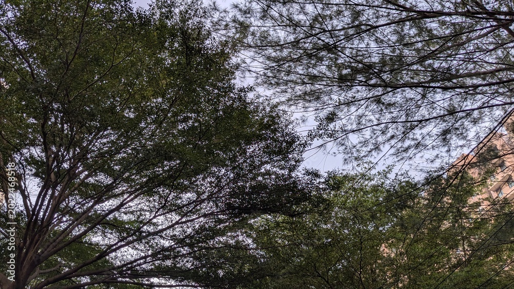 Fototapeta premium trees in the forest