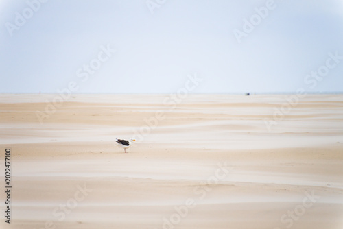 Photos Wide shot of a stoic seagull on a wide beach on a stormy day | Amrum, Germany