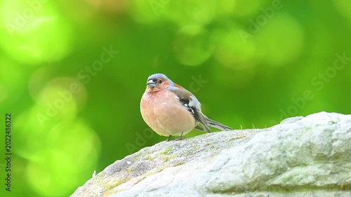 A video of a finch singing