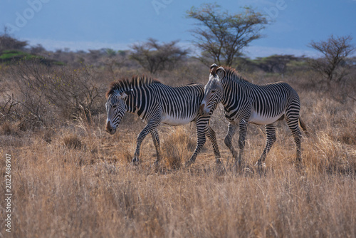 Canvas Print Herd of endangered Grevy's zebra stallions (Equus grevyi) in the arid savanna of Samburu National Reserve, Kenya
