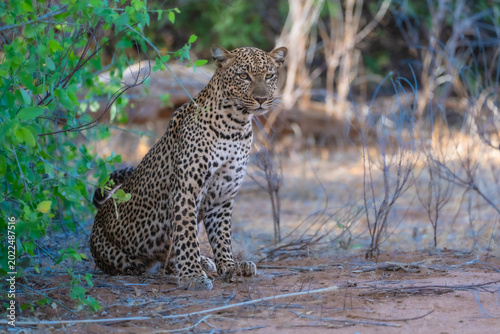 Photos Leopard (Panthera pardus) resting under a large acacia tree branch in the semi-arid wilderness of Samburu National Reserve, Kenya