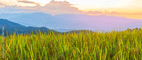 Panoramic sunset landscape of golden rice terraces with a majestic mountain range in the background. Beautiful twilight sky over rural agriculture field in Thailand.