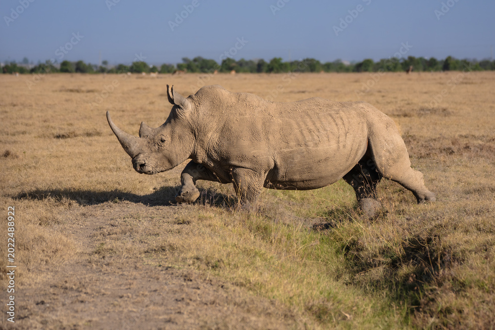 Fototapeta premium Adult Black Rhinoceros (Diceros bicornis) walking through the dry grassland under a clear blue sky, Kenya. 