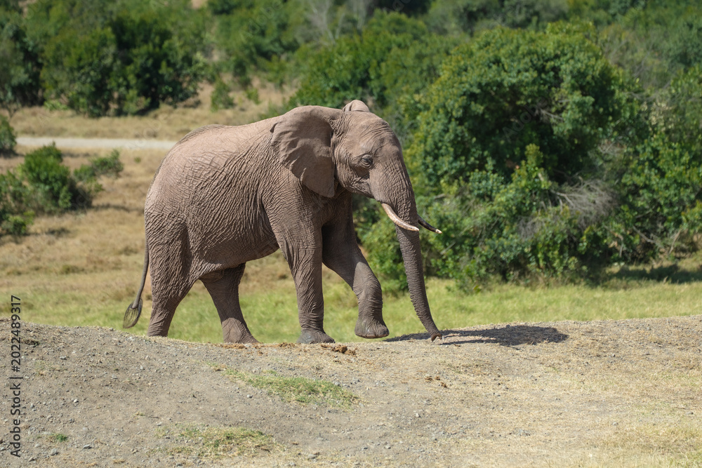 Fototapeta premium Young African elephant (Loxodonta africana) with flared ears standing in thick bush, Meru National Park, Kenya. 