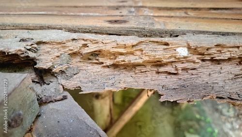 Termite damaged wood close up macro view of rotting timber structure pest infestation inspection and home repair property damage