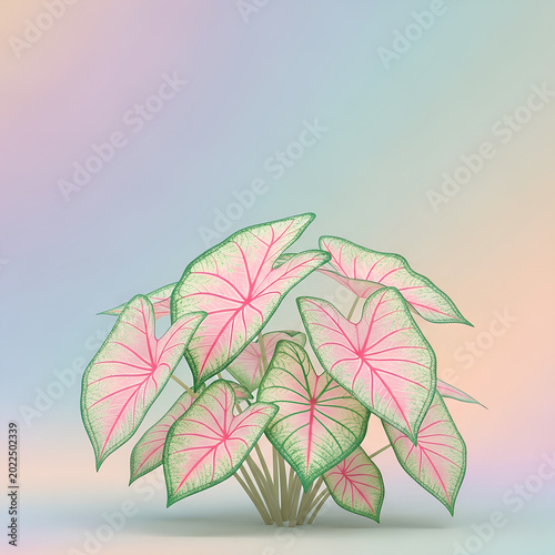 Caladium Plant with Pink Veins and Green Edges on Pastel Background.