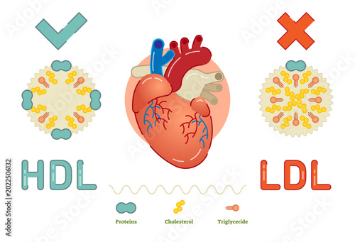 Tableau sur toile Lipoprotein is a biochemical assembly whose purpose is to transport fat molecules in blood, transparent background