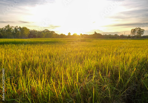 Obraz na płótnie Golden Grainfield under Sunshine: A stunning landscape captures the essence of a serene countryside, where a golden grainfield extends towards the sun, bathing the environment in a warm