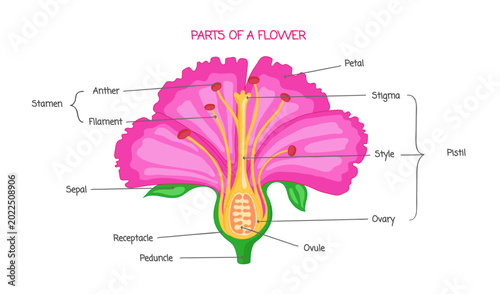 Tableau sur toile Part of a flower biological diagram, illustration drawing with educational scheme, transparent background