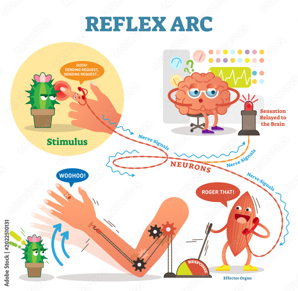 Fototapeta premium Spinal Reflex Arc scheme, illustration, with stimulus pathway through the nerve signals and effector organ muscle response, transparent background. Educational diagram with fun cartoon characters.