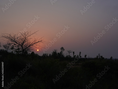 silhouette of a tree in sunset