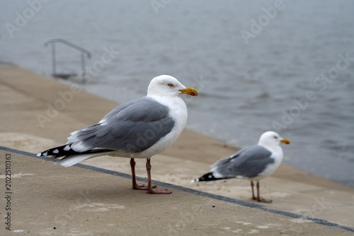 Zwei Möwen stehen auf einem Betonsteg am Wasser neben einem ruhigen, grauen Meer und vermitteln eine küstennahe, maritime Atmosphäre mit gedämpften Farben