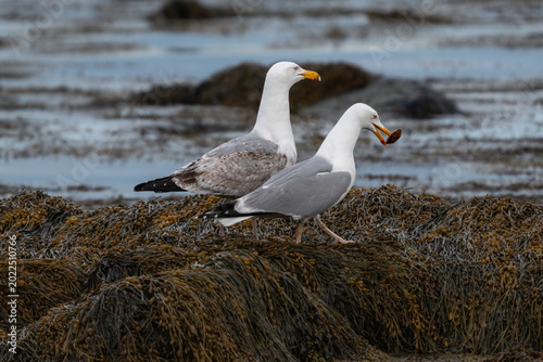 Photography Two Gulls Feeding on Shellfish Along Rocky Shore