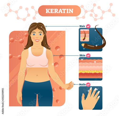 Canvastavla Keratin illustration, transparent background