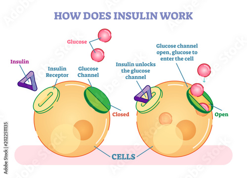 Billede på lærred How does insulin work, illustrated diagram, transparent background