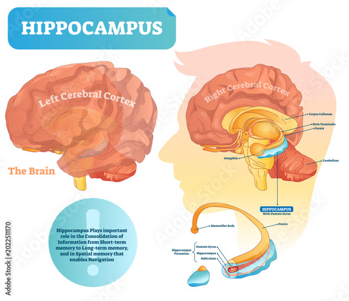 Foto Hippocampus illustration, transparent background