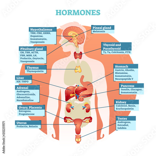 Obraz na płótnie Human body hormones illustration diagram, human organ collection, transparent background