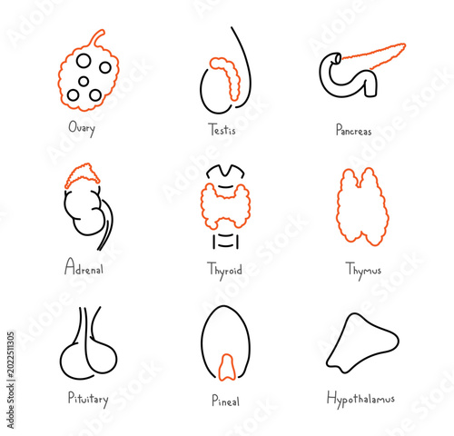 Φωτογραφία Glands illustration, transparent background