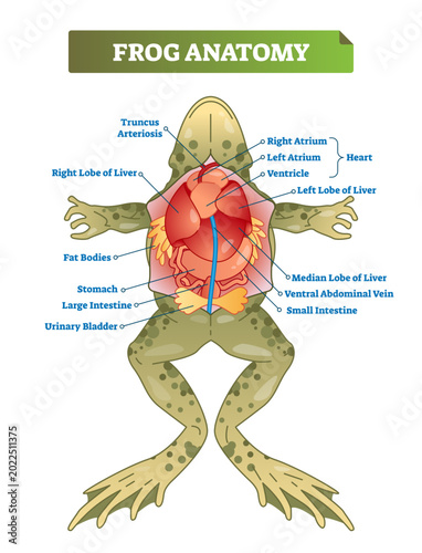 Quadro em tela Frog anatomy labeled illustration scheme, transparent background