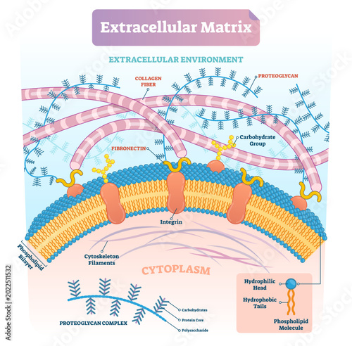 Schilderij op canvas Extracellular matrix labeled infographic illustration scheme, transparent background