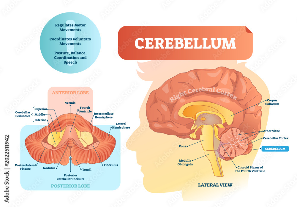 Fototapeta premium Cerebellum illustration, transparent background. Medical labeled diagram with internal view. Isolated anterior, posterior lobe and lateral view. Organ for speech, balance and coordination