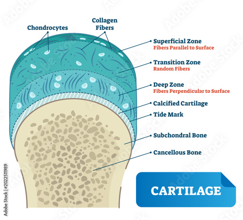 Schilderij op canvas Cartilage illustration, transparent background