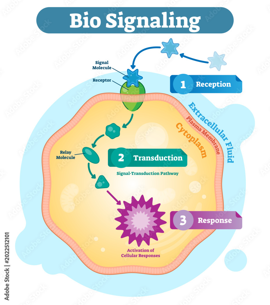 Fototapeta premium Bio signaling cell communication network system, micro biological anatomy labeled diagram illustration with receptor, transduction and response activity, transparent background.
