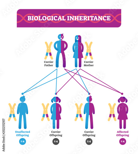 Bilde på lerret Biological inheritance illustration infographic, transparent background