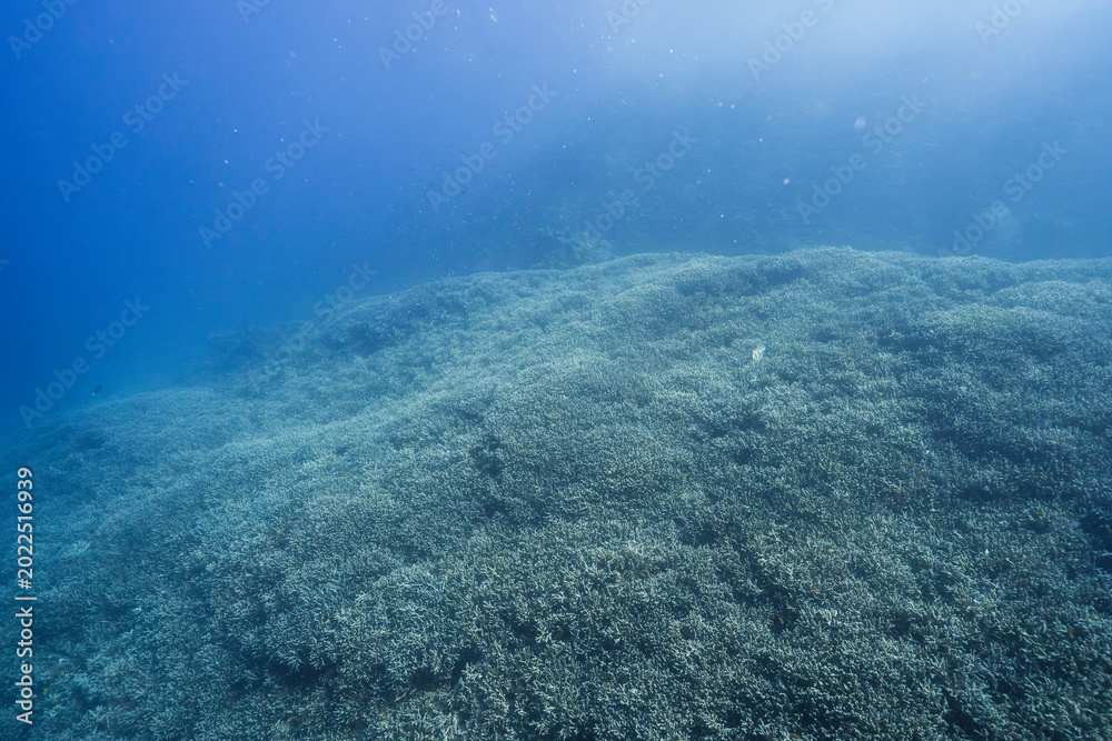 Fototapeta premium Blue Ocean and Coral Reef with Tropical Marine Species