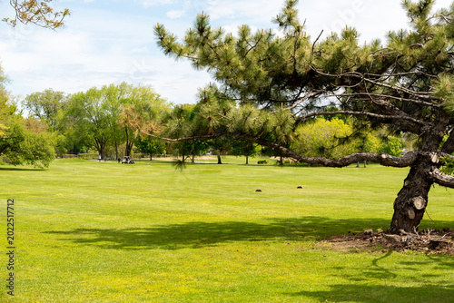 Photos Luxury golf course with flawless green fairways, tall evergreen trees, and brigh