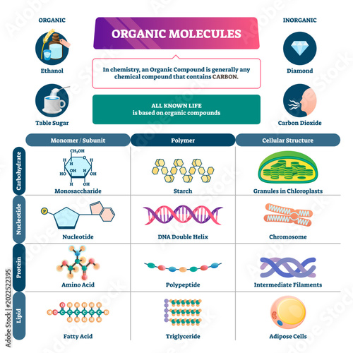Obraz na plátně Organic molecules illustration, transparent background