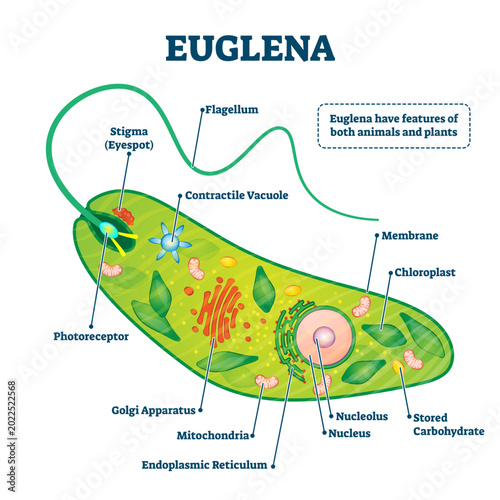 Fényképezés Euglena illustration, transparent background