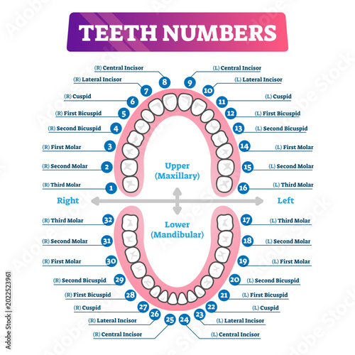 Foto Teeth numbers oral cavity scheme with upper and lower jaws and incisor, cuspid, bicuspid and molar tooth types, transparent background