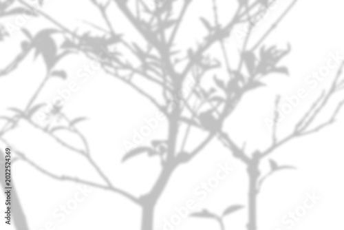 Fotografie shadow light overloay effect of branch of tree with leaves and stem isolated o