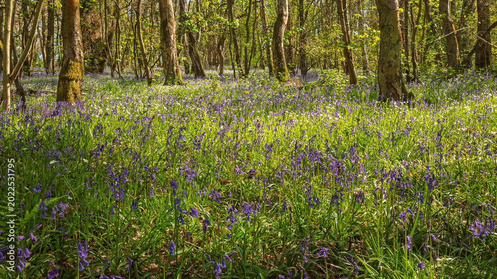 Fototapeta premium Bluebell Woodland at Plessey Woods, part of the Country Park situated midway between Cramlington and Bedlington in Northumberland, consisting of Woodland, Meadows and Riverside areas