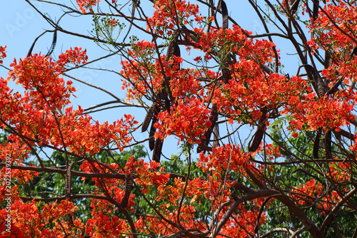 Red Flamboyant flower