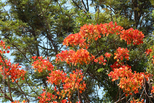 Red Flamboyant flower