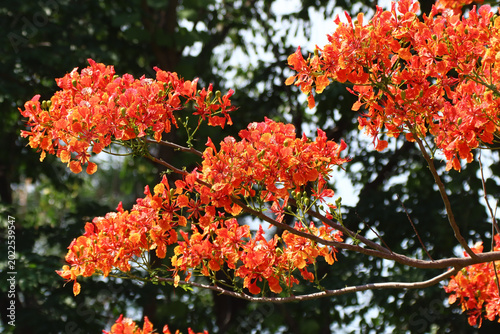 Red Flamboyant flower