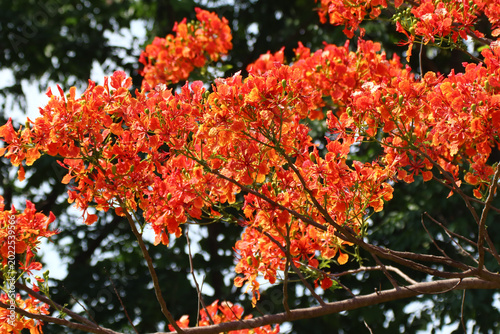 Red Flamboyant flower