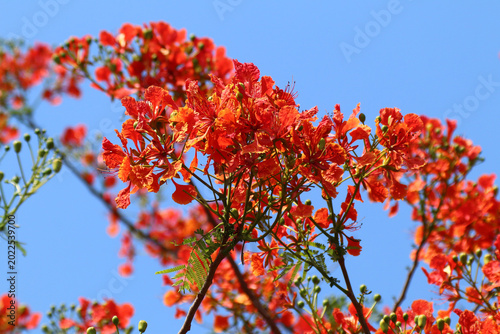Red Flamboyant flower