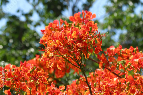Red Flamboyant flower