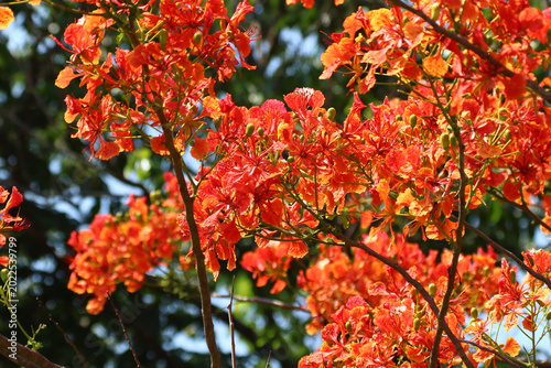 Red Flamboyant flower