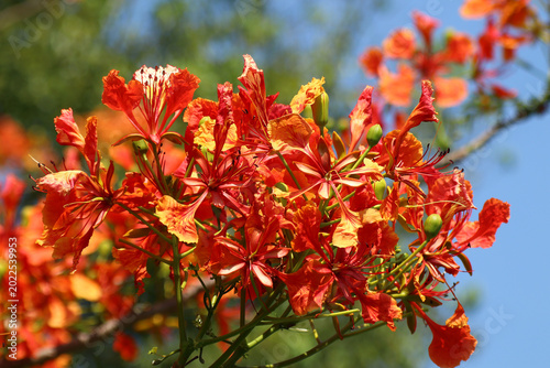 Red Flamboyant flower